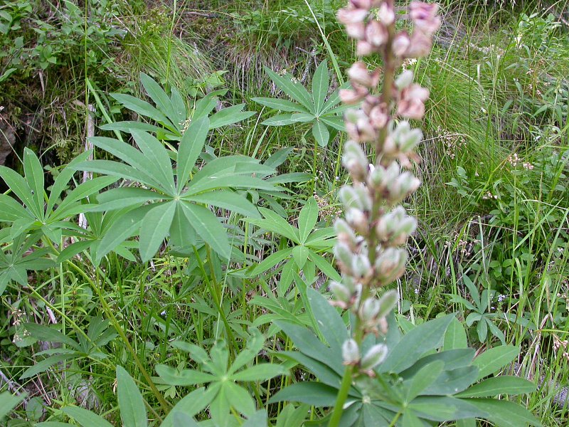 Lupinus polyphyllus